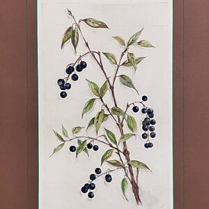 ETHAN ALLEN Botanical Etching / PLANT WITH BLUE BERRIES / Hand Colored / DAMAGED